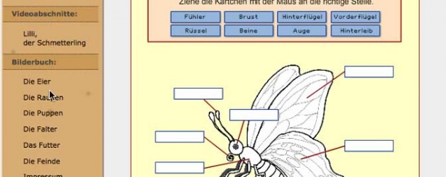 Schmetterlinge